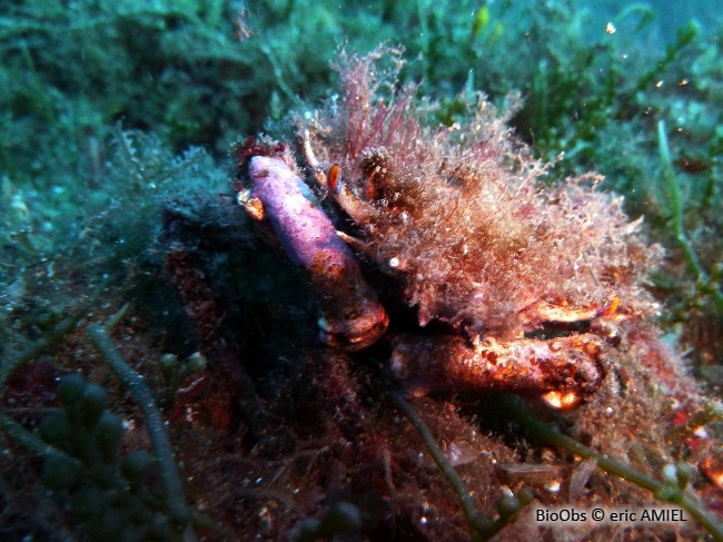 Araignée de mer hérissée - Neomaja goltziana - eric AMIEL - BioObs