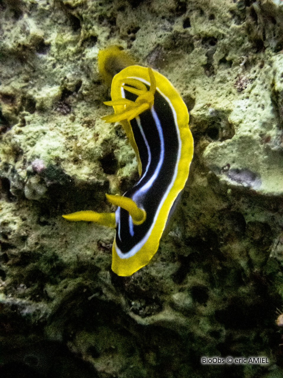 Chromodoris africain - Chromodoris africana - eric AMIEL - BioObs