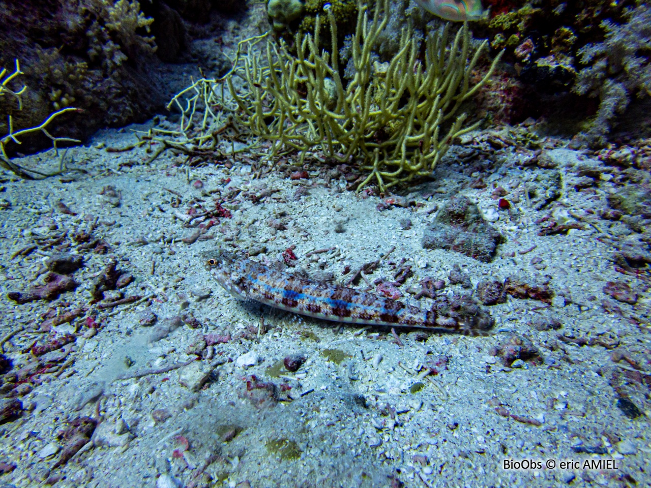 Poisson-lézard de sable - Synodus dermatogenys - eric AMIEL - BioObs