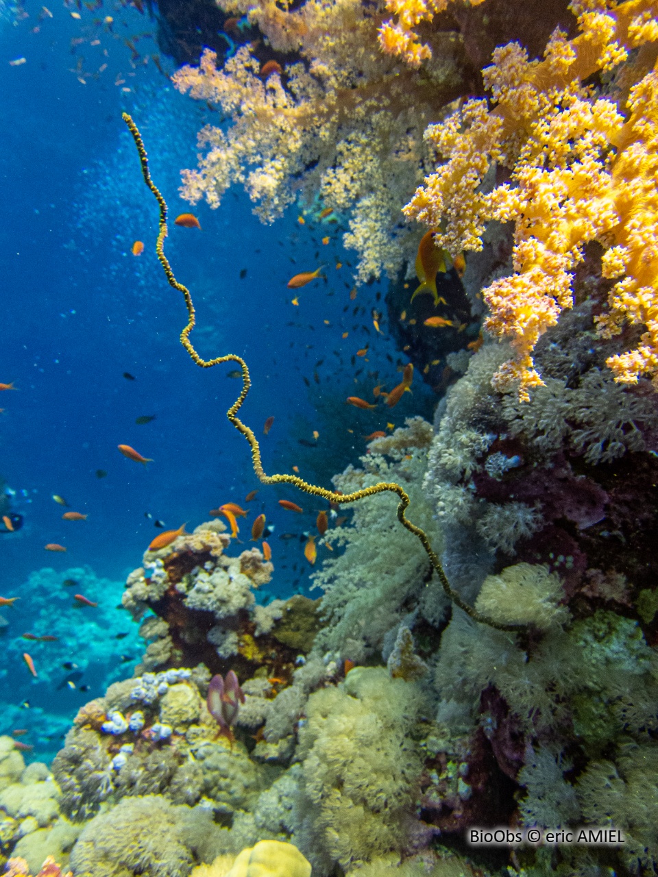 Corail fil-de-fer tordu - Cirrhipathes anguina - eric AMIEL - BioObs