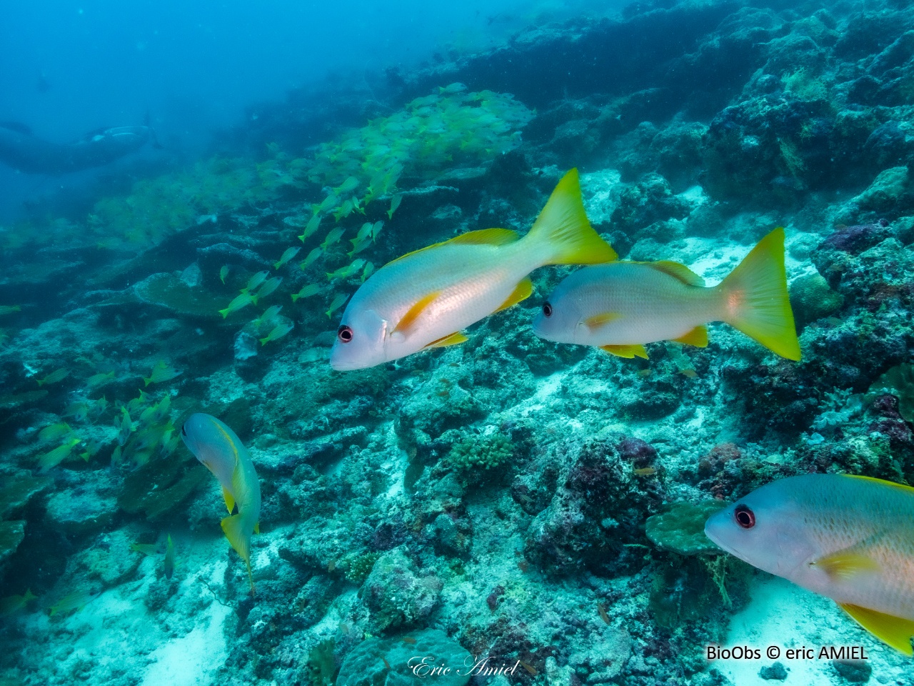 Vivaneau églefin - Lutjanus monostigma - eric AMIEL - BioObs
