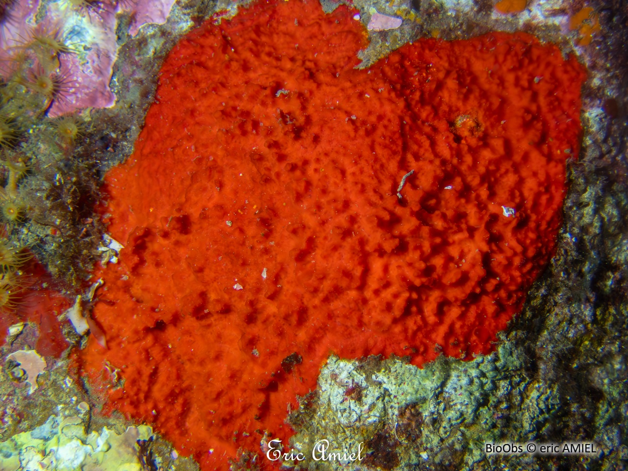 Éponge rouge hirsute - Raspaciona aculeata - eric AMIEL - BioObs