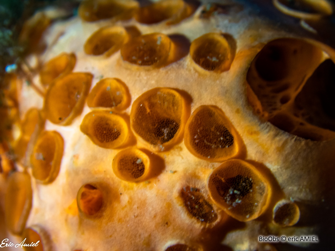 Eponge à cratères - Hemimycale columella - eric AMIEL - BioObs