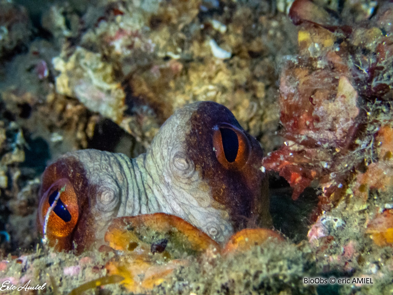 Poulpe commun - Octopus vulgaris - eric AMIEL - BioObs