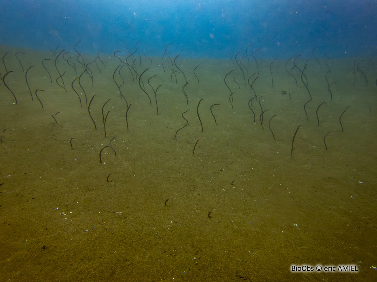 Anguille jardinière de mer Rouge - Gorgasia sillneri - eric AMIEL - BioObs