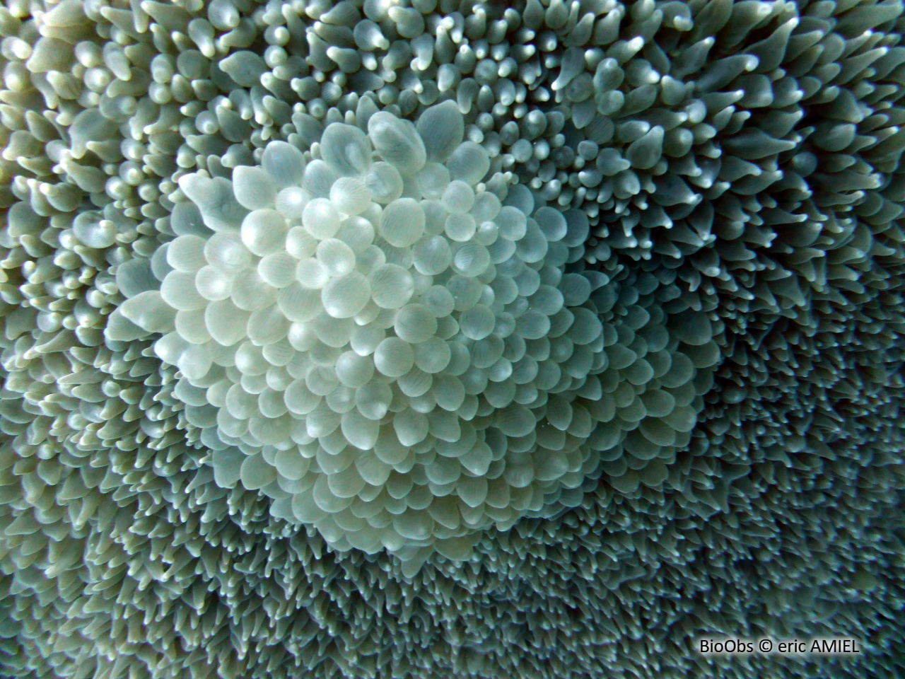 Corail à bulles - Physogyra lichtensteini - eric AMIEL - BioObs