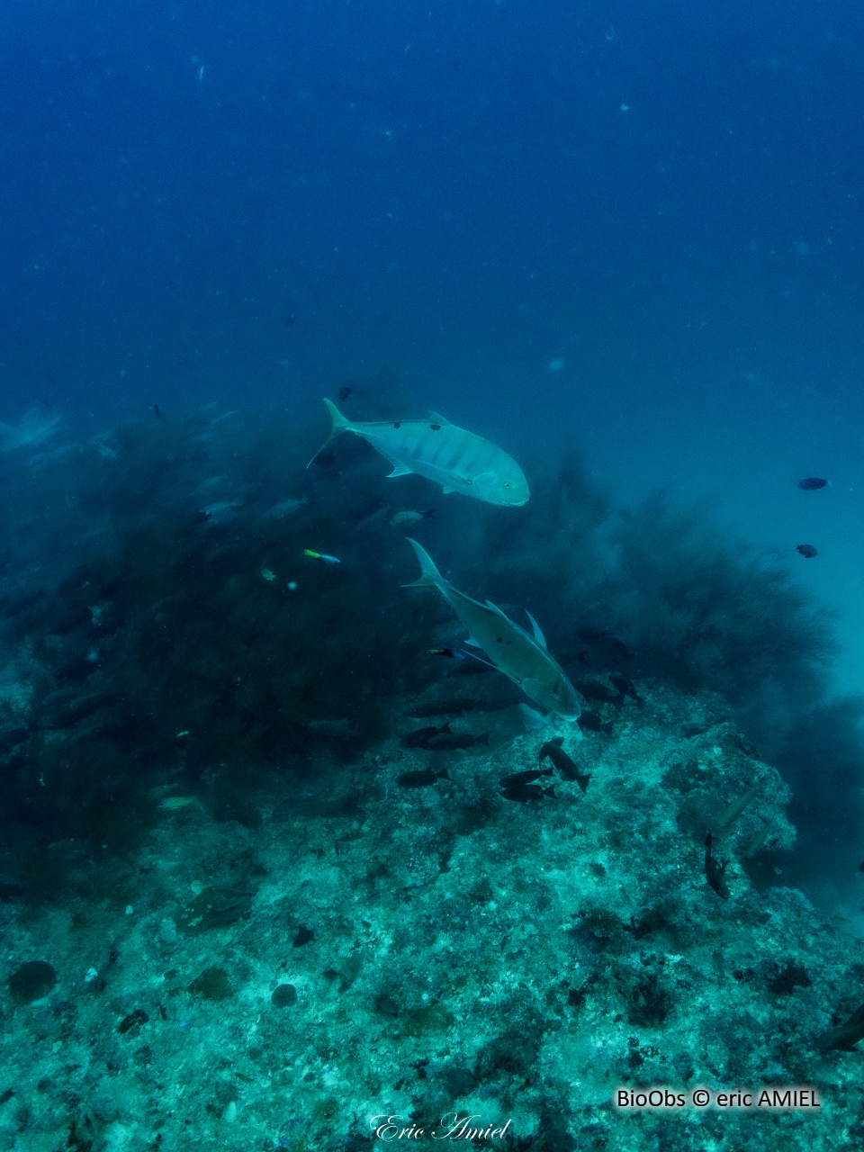 Carangue rayée - Carangoides ferdau - eric AMIEL - BioObs