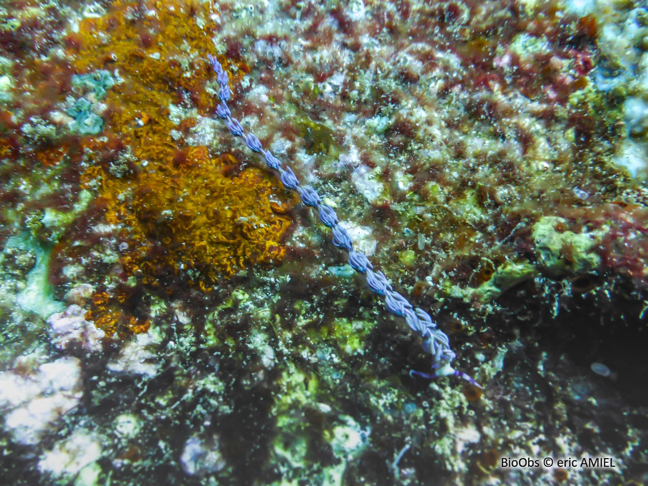 Dragon bleu - Pteraeolidia semperi - eric AMIEL - BioObs