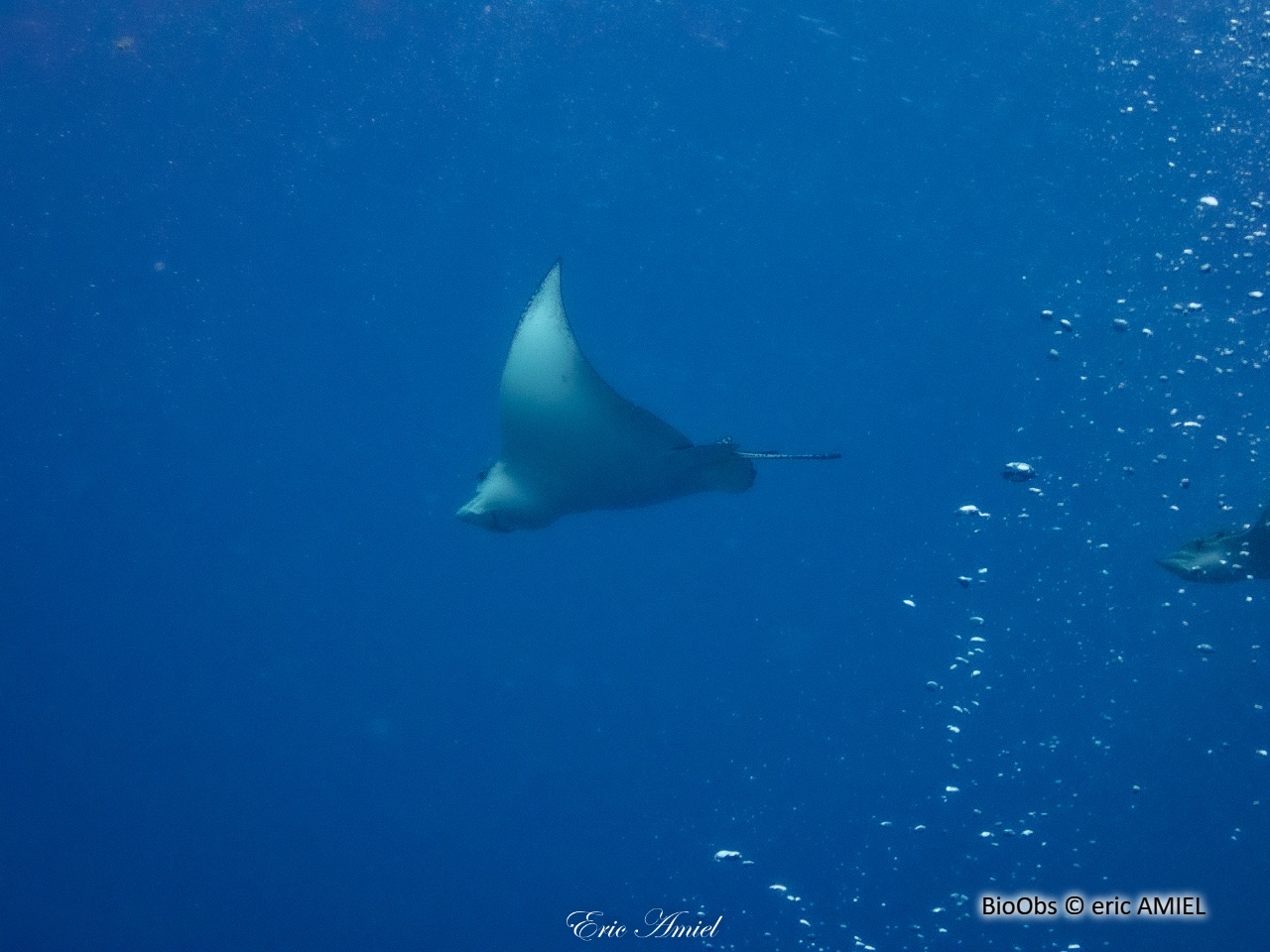 Raie aigle - Myliobatis aquila - eric AMIEL - BioObs