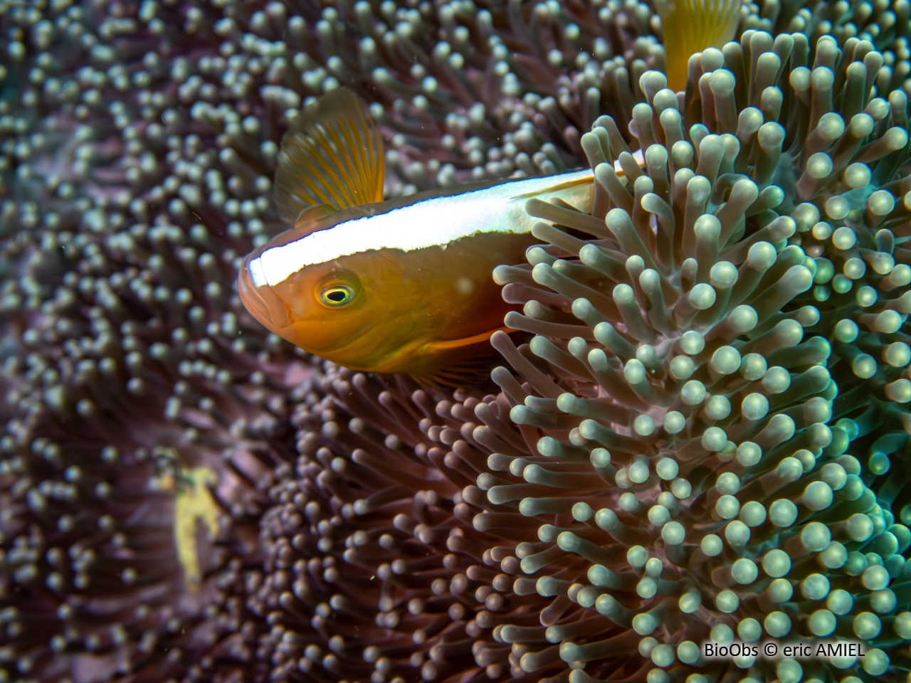 Poisson-clown rose - Amphiprion perideraion - eric AMIEL - BioObs