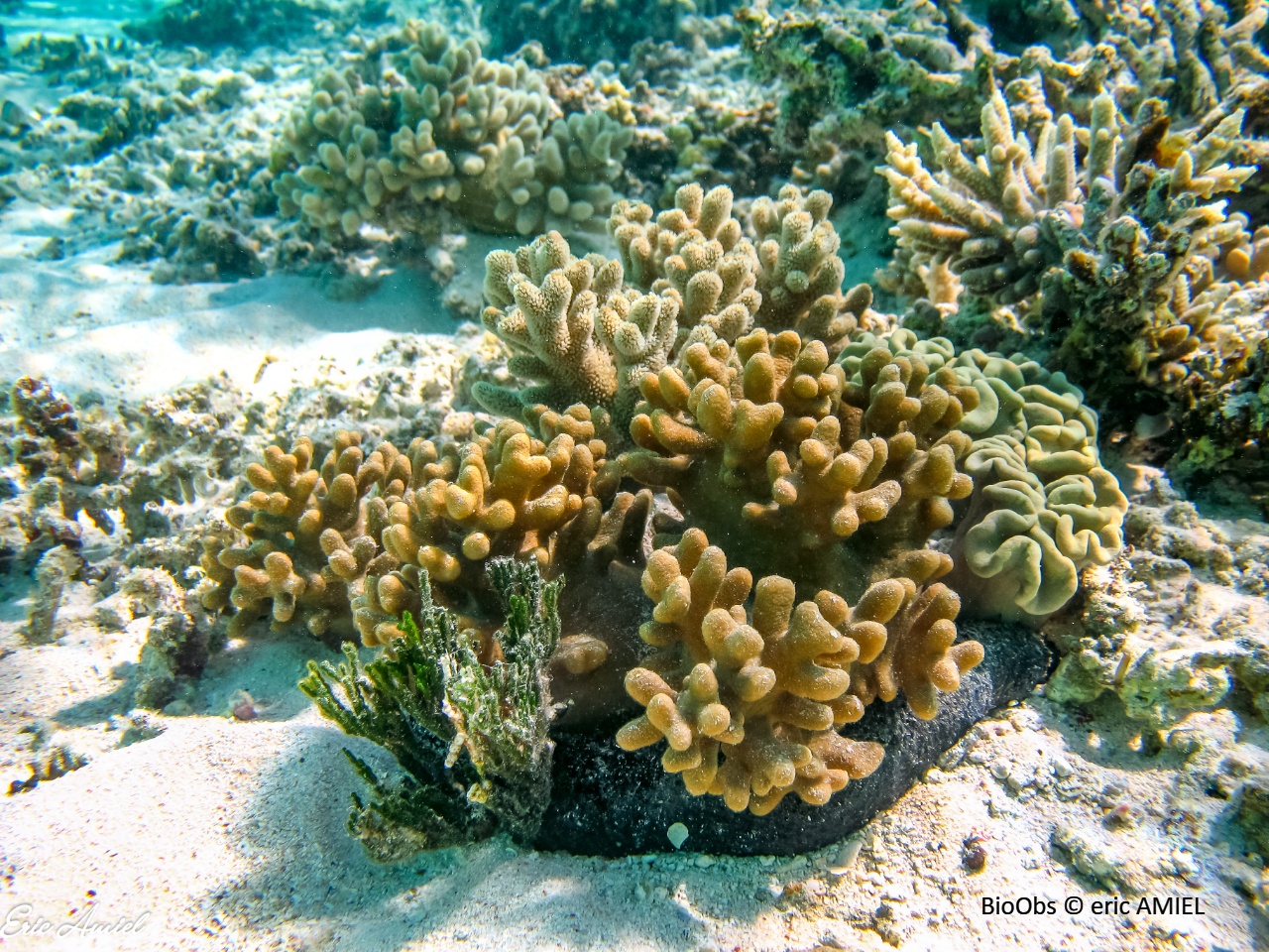 Pocillopore corne d'élan - Pocillopora grandis - eric AMIEL - BioObs