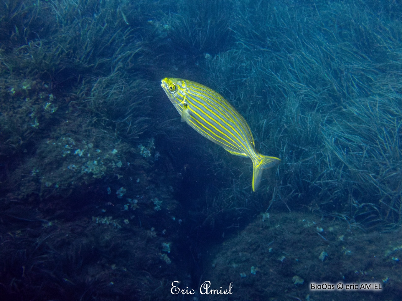Saupe - Sarpa salpa - eric AMIEL - BioObs