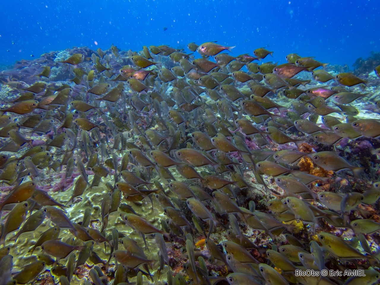 Hachette - Pempheris vanicolensis - Eric AMIEL - BioObs