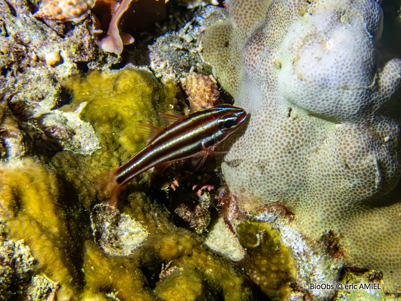 Apogon à rayures noires - Ostorhinchus nigrofasciatus - eric AMIEL - BioObs