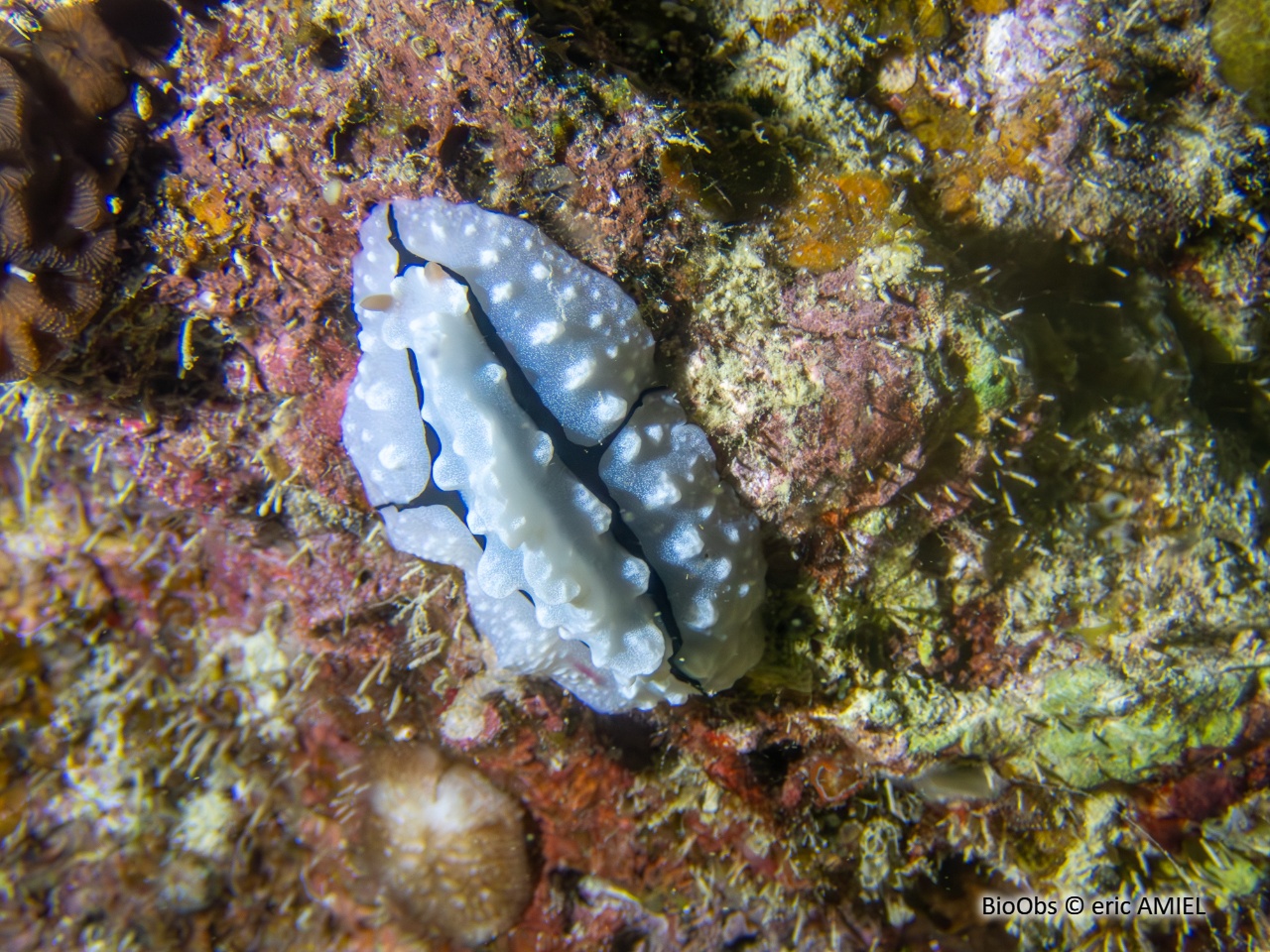 Phyllidiopsis de shireen - Phyllidiopsis shireenae - eric AMIEL - BioObs