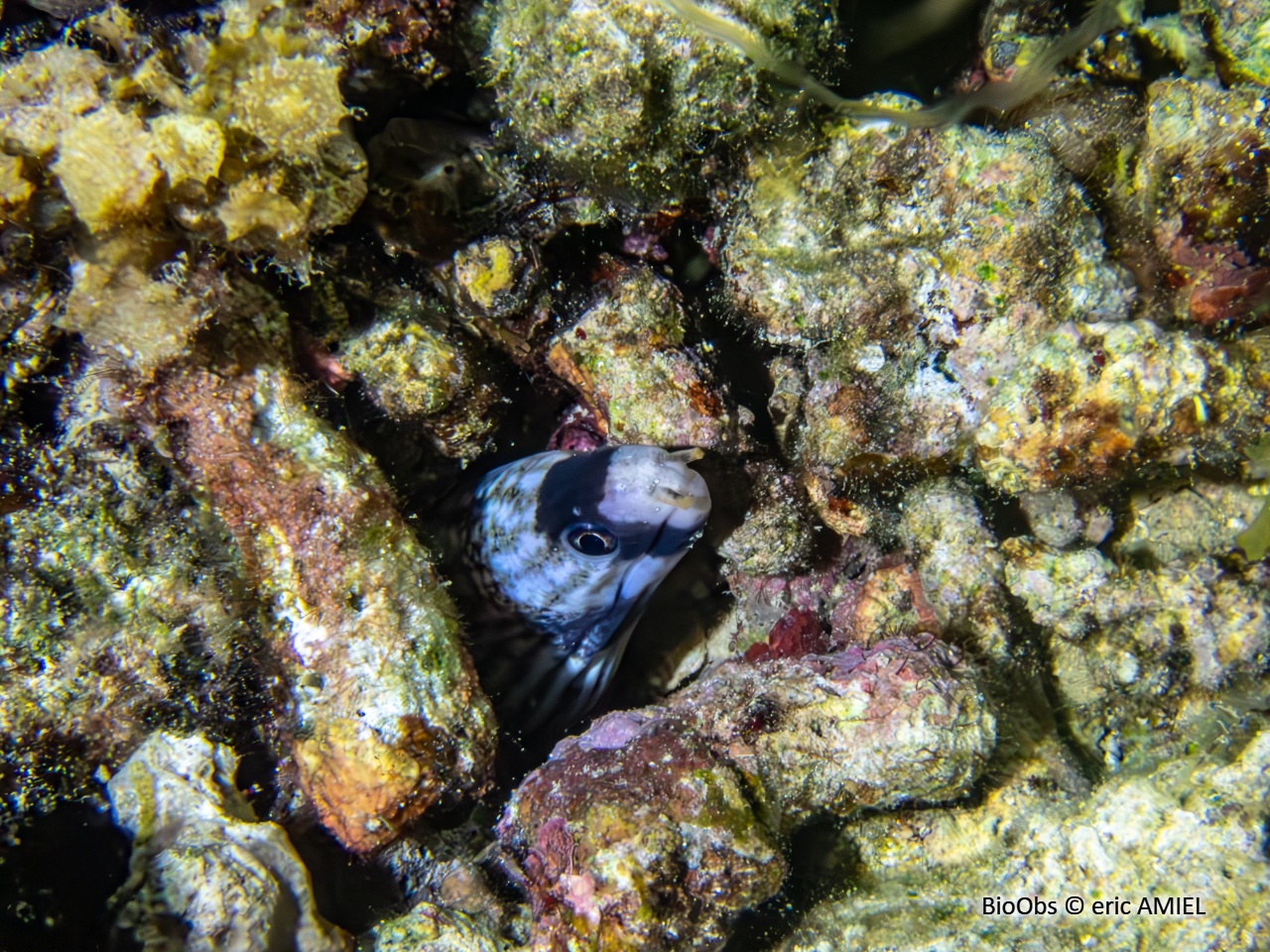 Murène énigmatique - Gymnothorax enigmaticus - eric AMIEL - BioObs