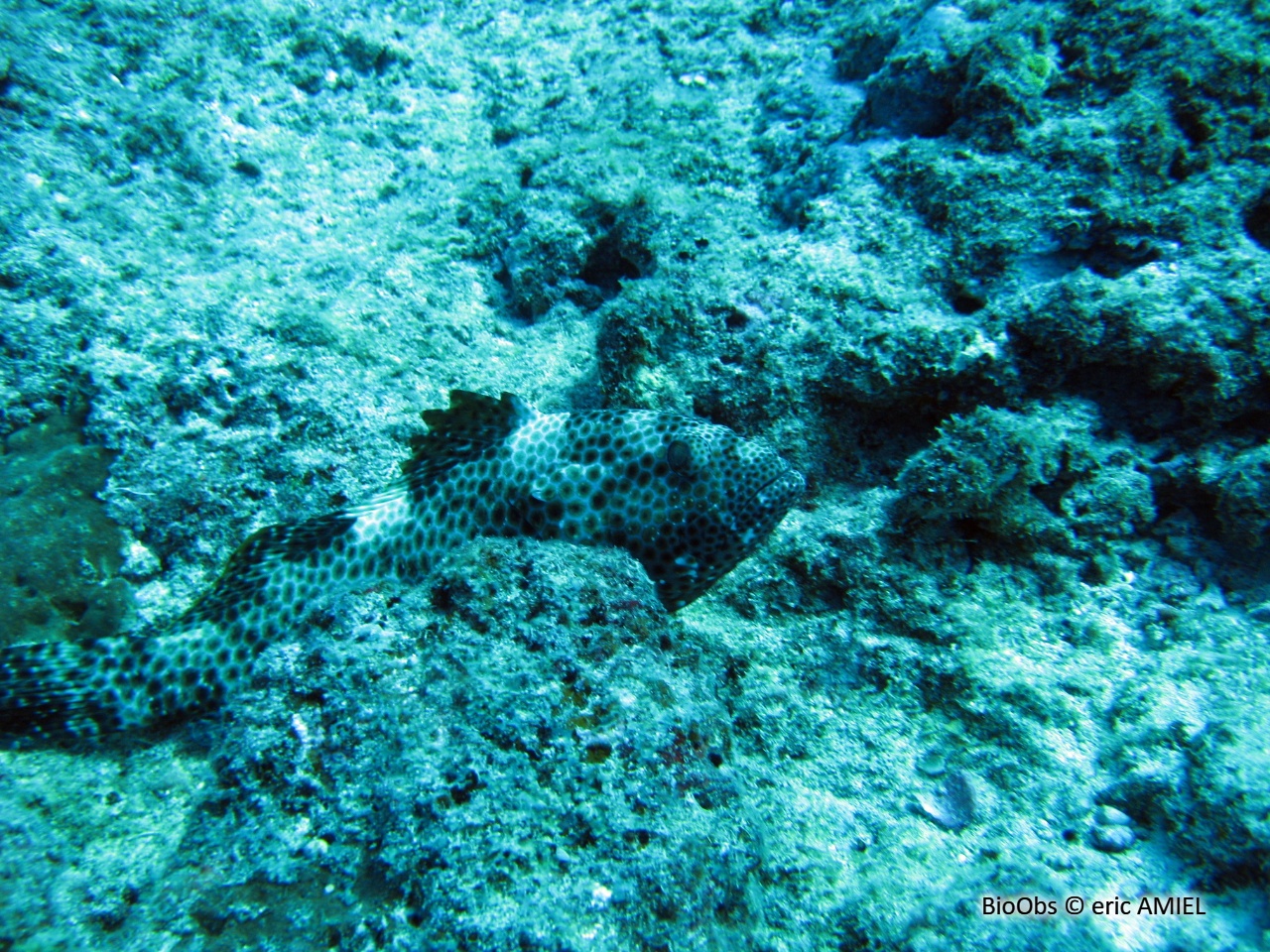 Mérou haute voile - Epinephelus maculatus - eric AMIEL - BioObs