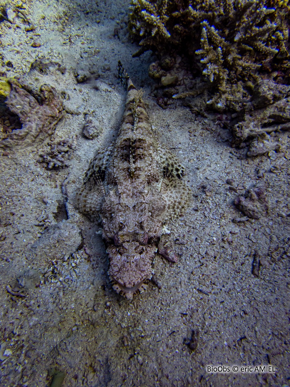 Poisson-crocodile tapis - Papilloculiceps longiceps - eric AMIEL - BioObs