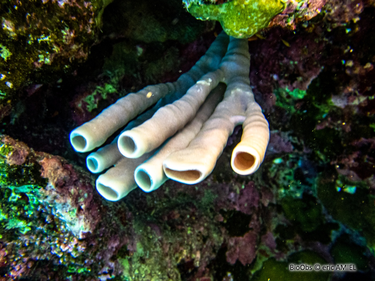 Eponge tubulaire mauve - Callyspongia (Callyspongia) siphonella - eric AMIEL - BioObs
