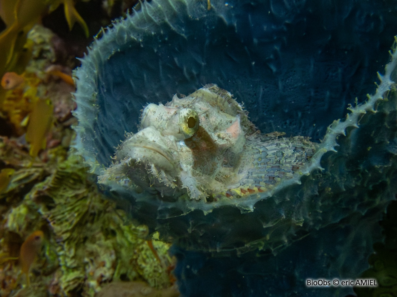 Poisson-scorpion à houppes - Scorpaenopsis oxycephala - eric AMIEL - BioObs