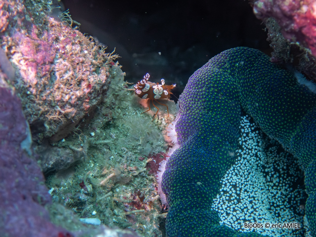 Crevette de Thor Indo-Pacifique - Thor amboinensis - eric AMIEL - BioObs