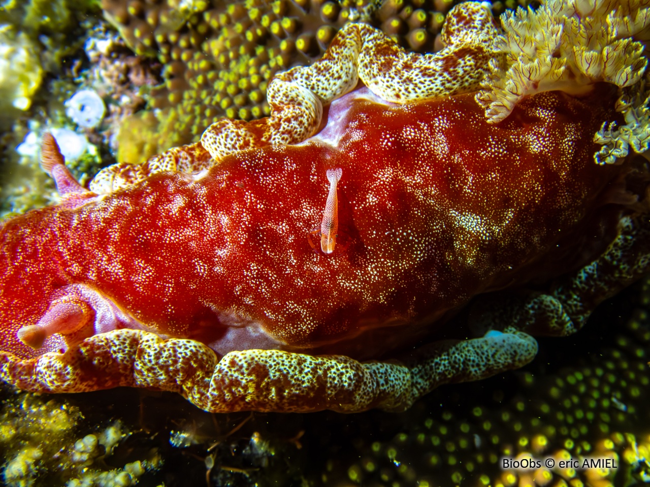 Crevette nettoyeuse impériale - Zenopontonia rex - eric AMIEL - BioObs