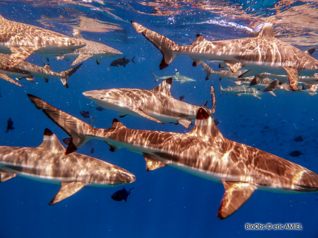 Requin à pointes noires - Carcharhinus melanopterus - eric AMIEL - BioObs