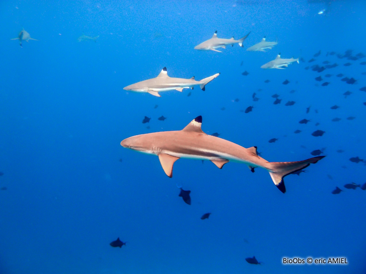 Requin à pointes noires - Carcharhinus melanopterus - eric AMIEL - BioObs