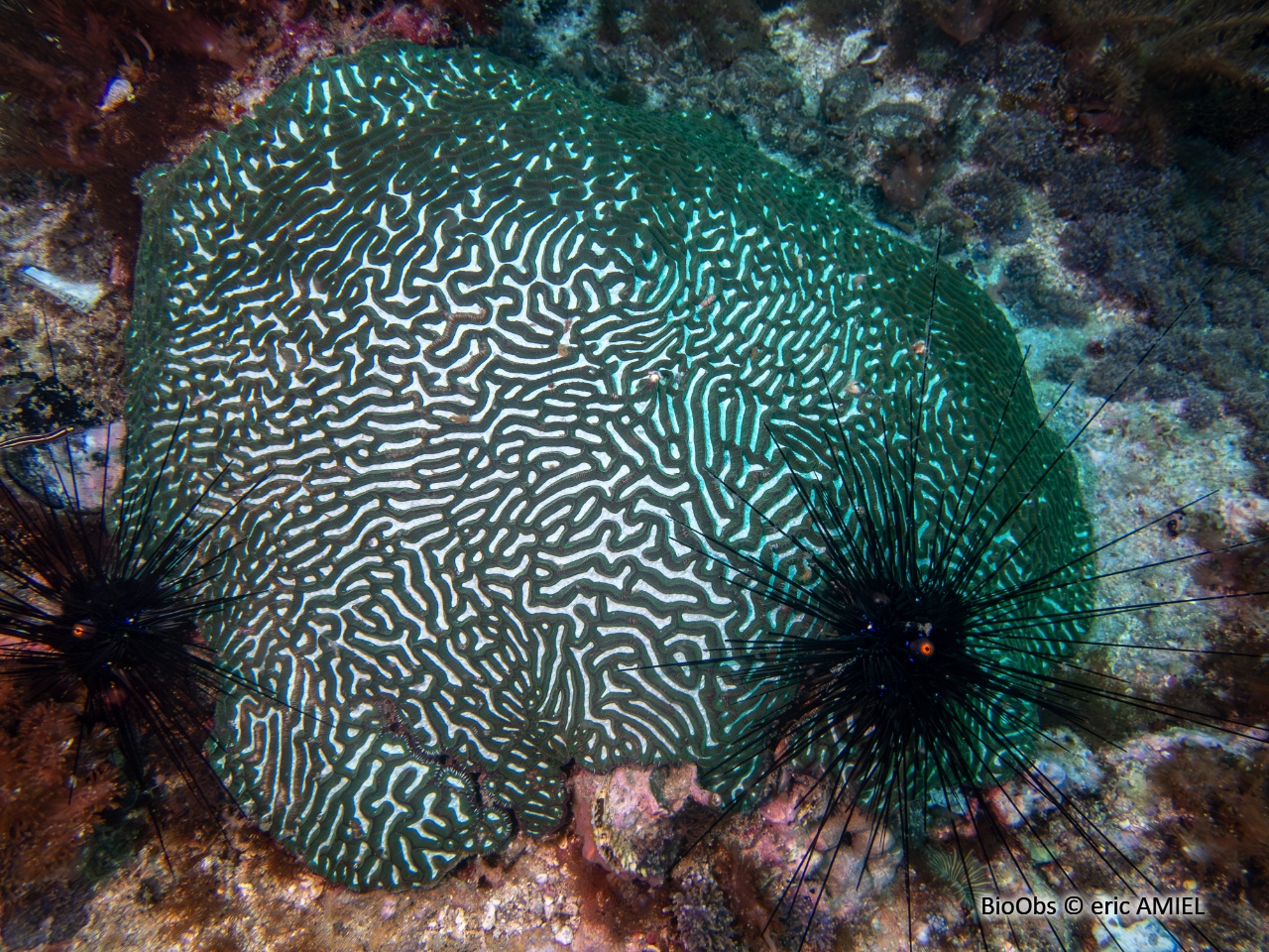 Corail-cerveau chinois - Platygyra sinensis - eric AMIEL - BioObs