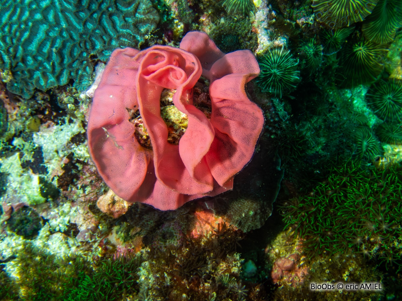Danseuse espagnole ponte - Hexabranchus - eric AMIEL - BioObs
