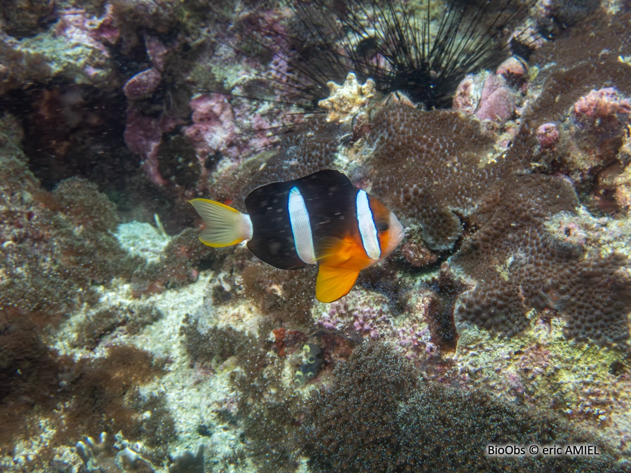 Poisson-clown de Clark - Amphiprion clarkii - eric AMIEL - BioObs