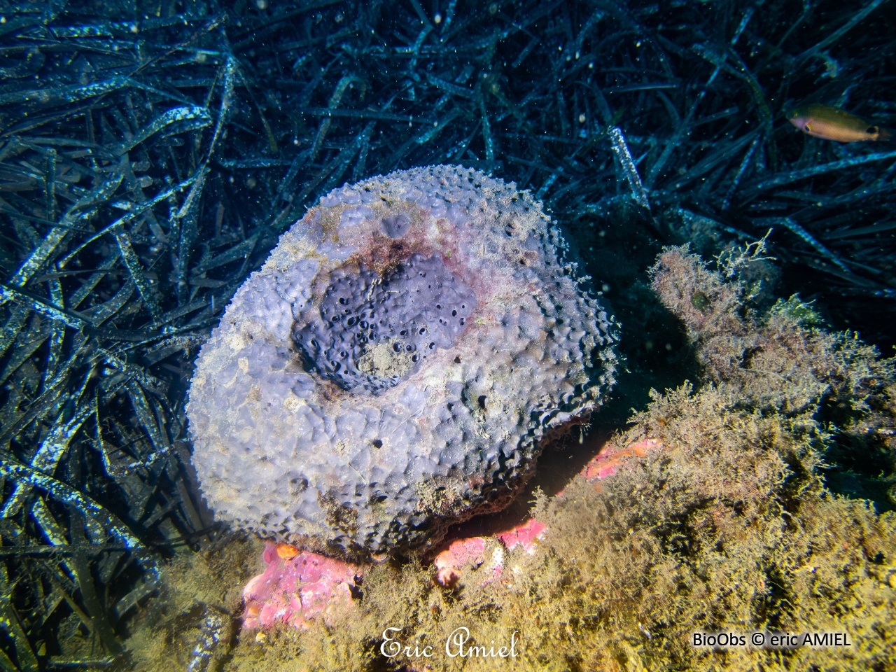Eponge fétide - Sarcotragus foetidus - eric AMIEL - BioObs