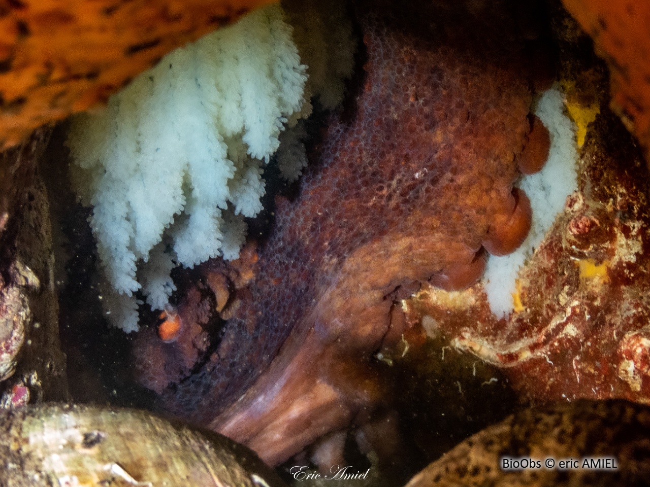 Poulpe Commun Ponte - Octopus - eric AMIEL - BioObs
