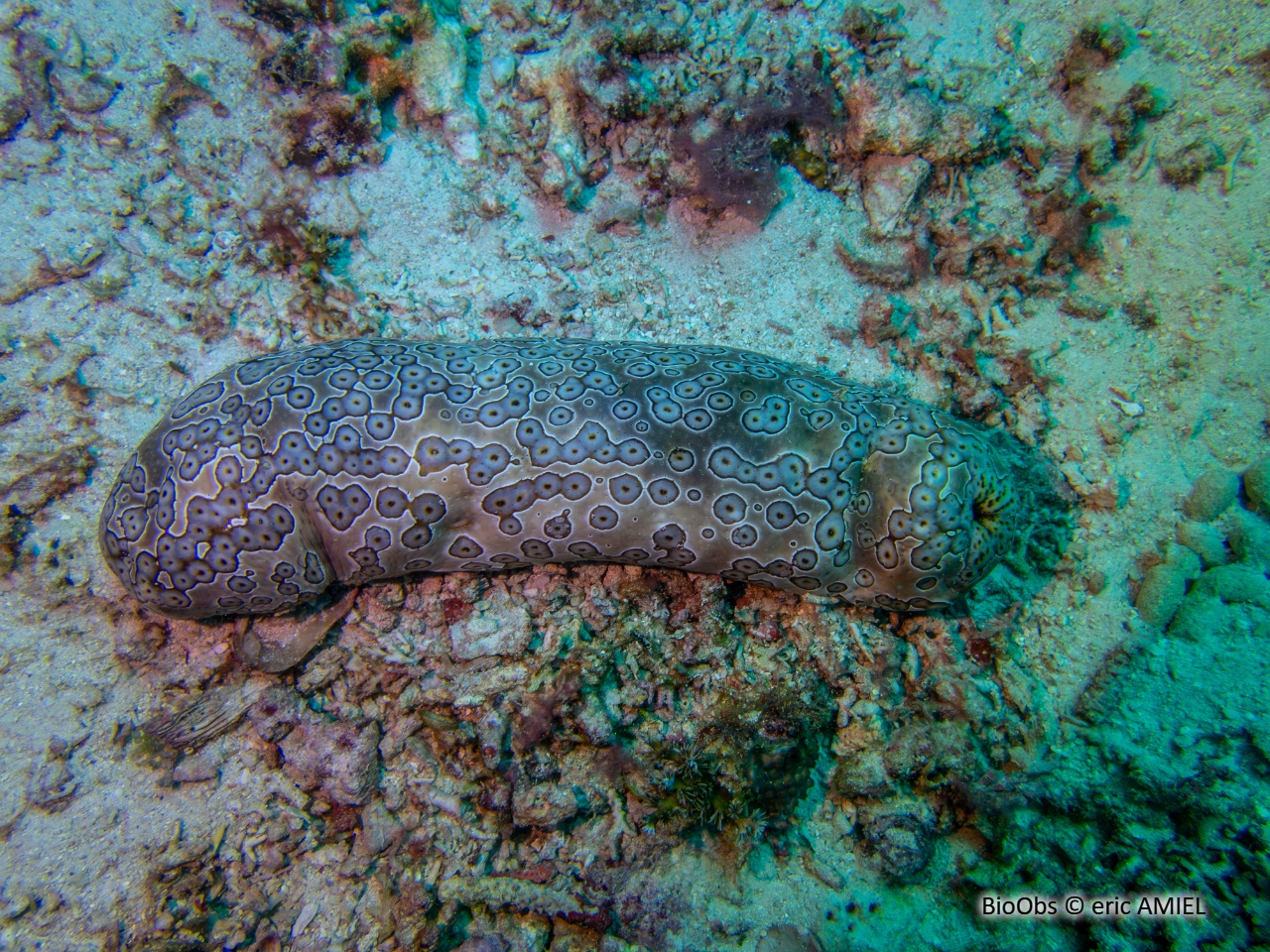 Holothurie léopard - Bohadschia argus - eric AMIEL - BioObs