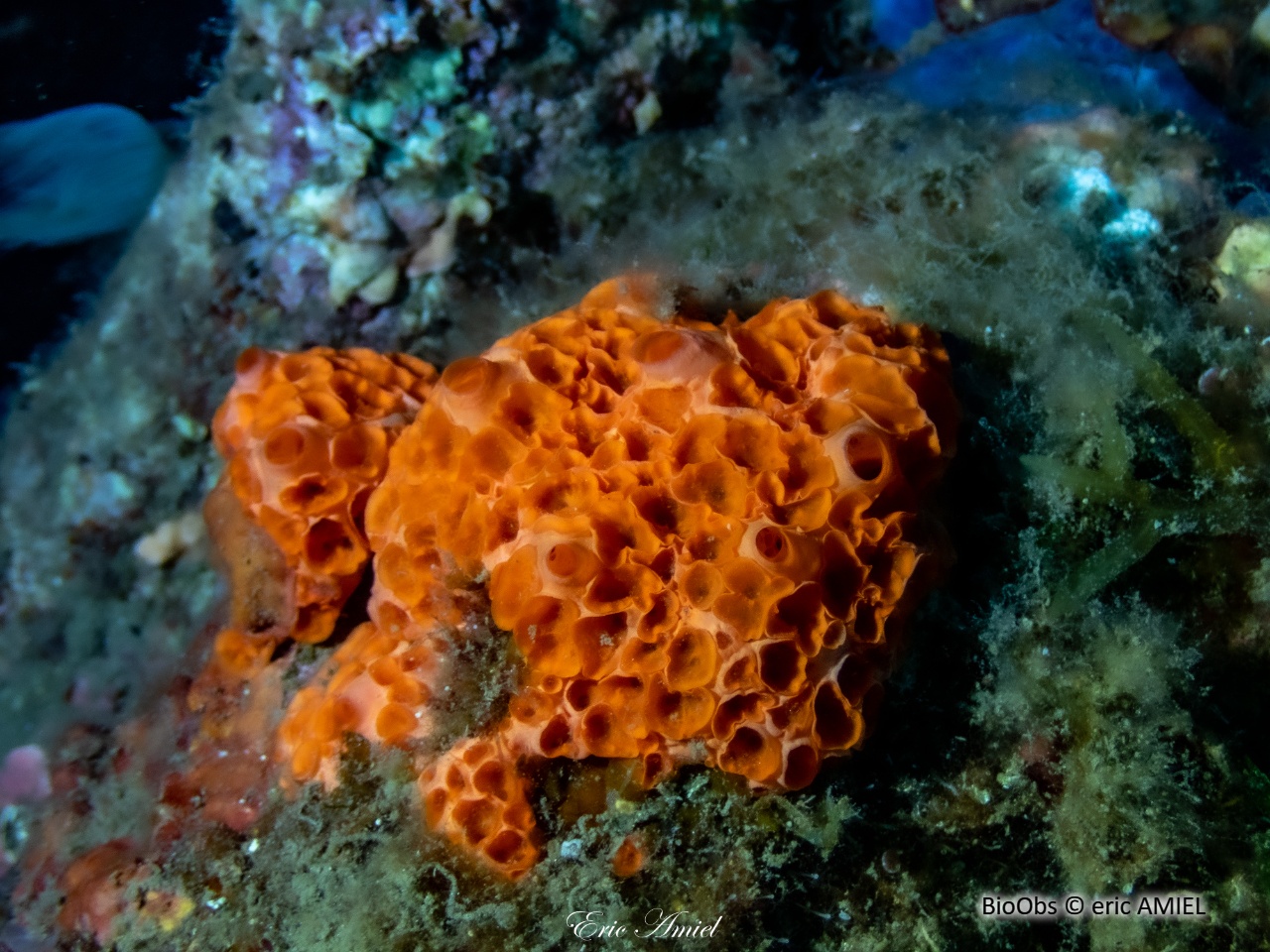 Eponge nid d'abeille - Phorbas fictitius - eric AMIEL - BioObs