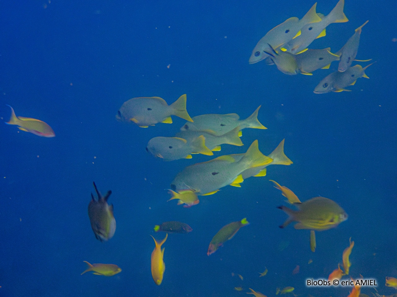 Vivaneau-gibelot - Lutjanus fulviflamma - eric AMIEL - BioObs