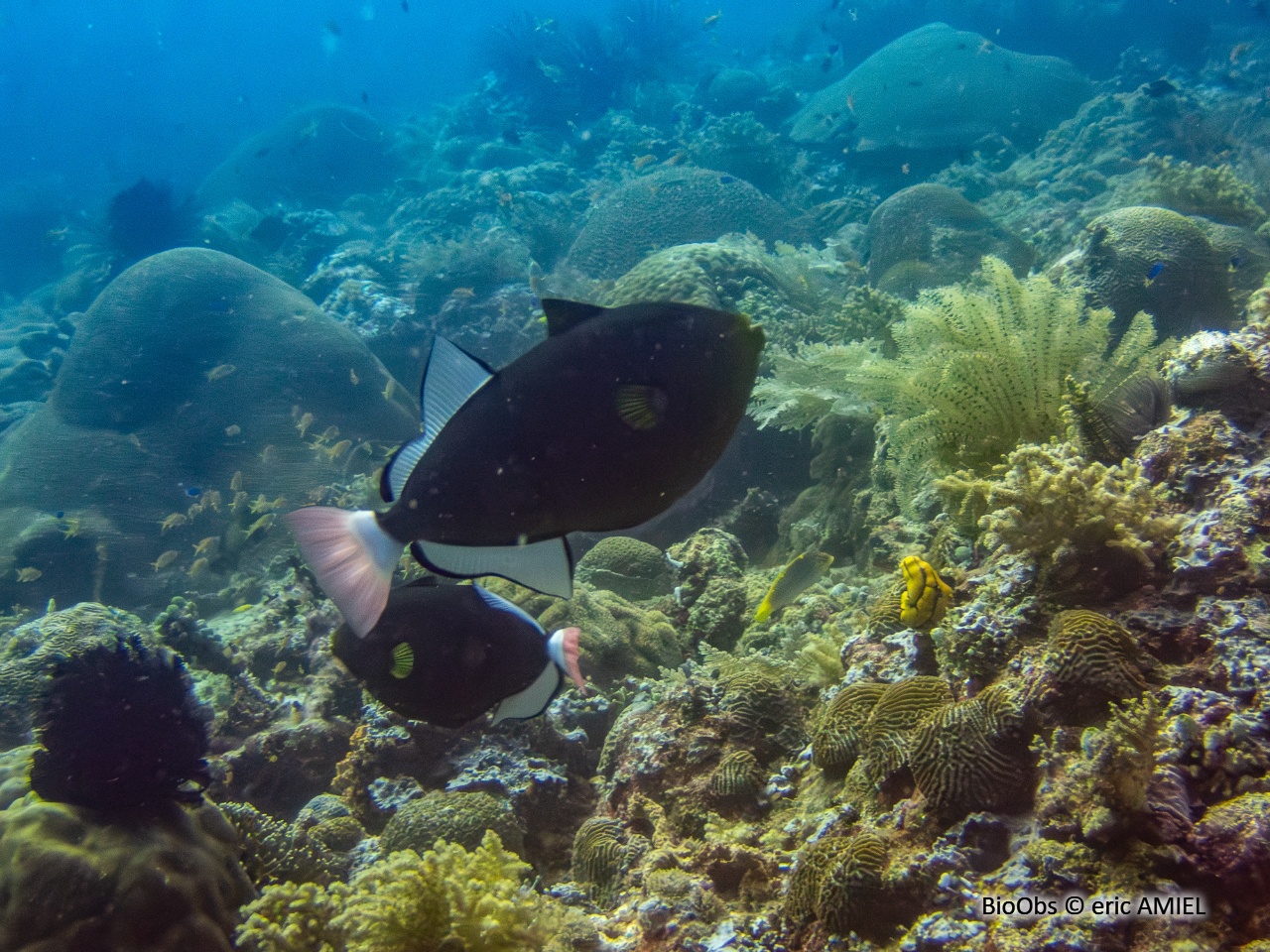 Baliste veuve à queue rose - Melichthys vidua - eric AMIEL - BioObs