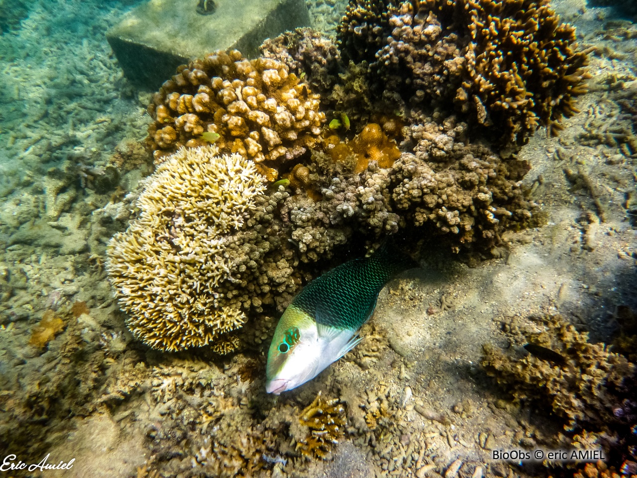 Tamarin bicolore - Hemigymnus melapterus - eric AMIEL - BioObs