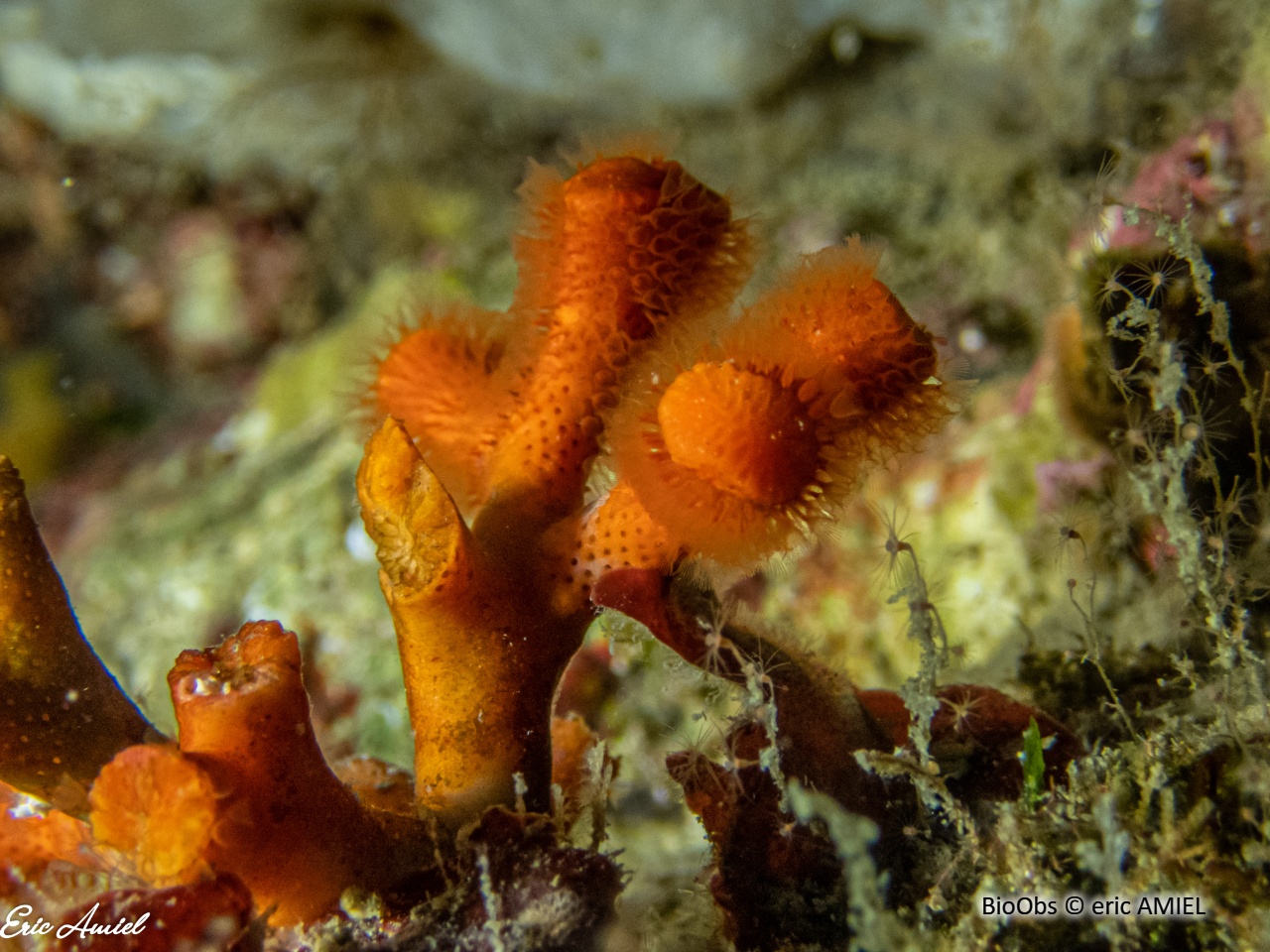 Faux corail - Myriapora truncata - eric AMIEL - BioObs