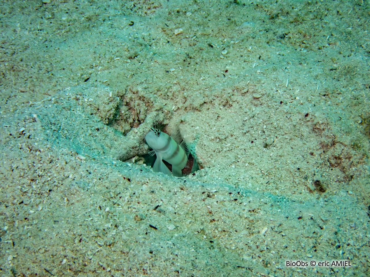 Gobie commensal de Steinitz - Amblyeleotris steinitzi - eric AMIEL - BioObs
