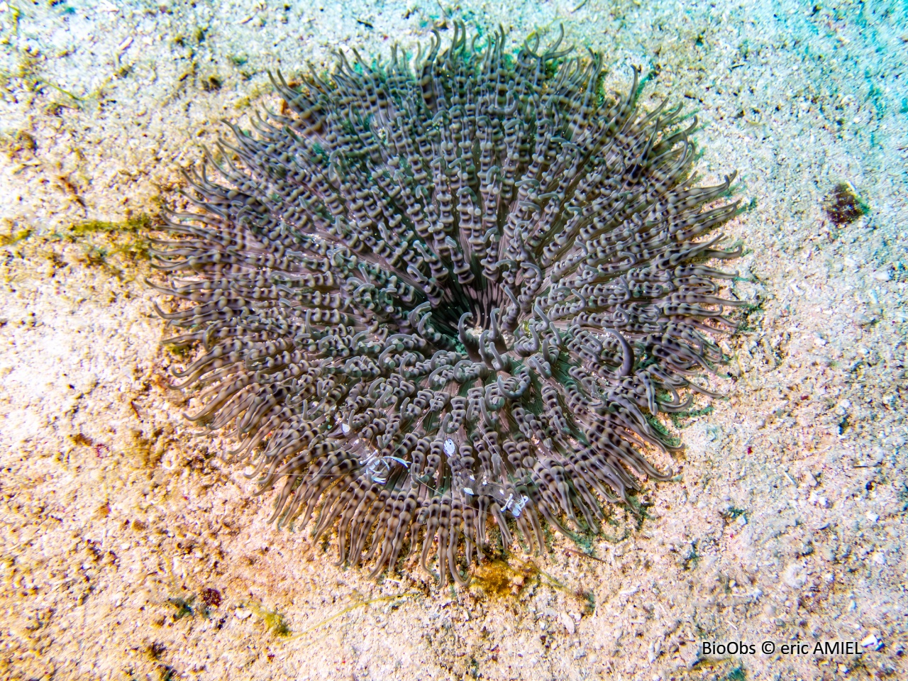 Anémone collier de perles - Heteractis aurora - eric AMIEL - BioObs