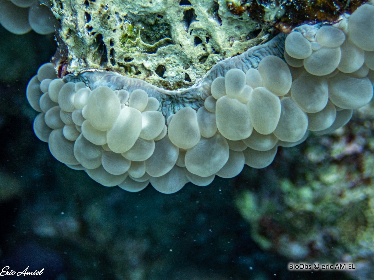 Corail à bulles sinueux - Plerogyra sinuosa - eric AMIEL - BioObs