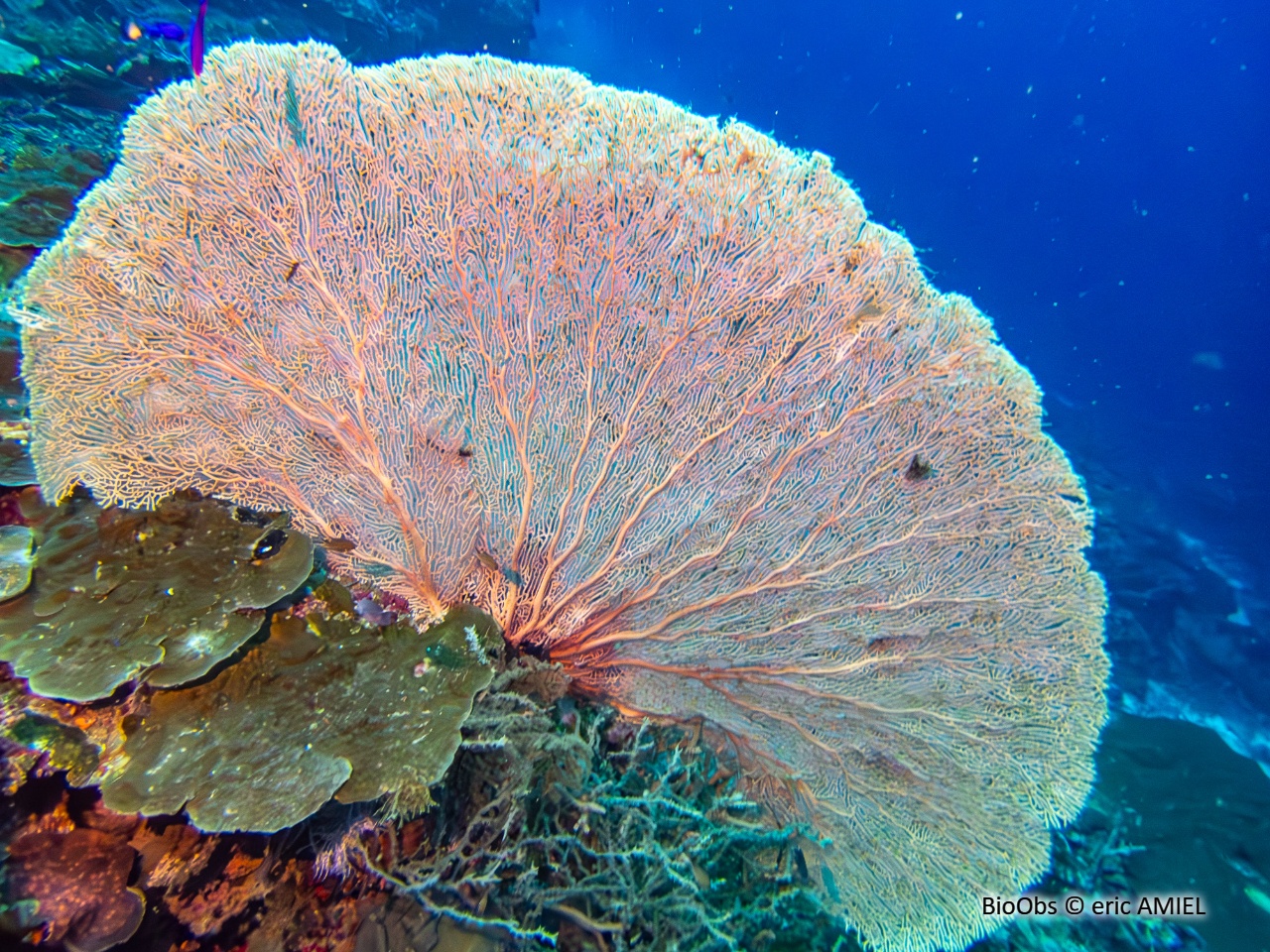 Gorgone géante éventail - Annella mollis - eric AMIEL - BioObs