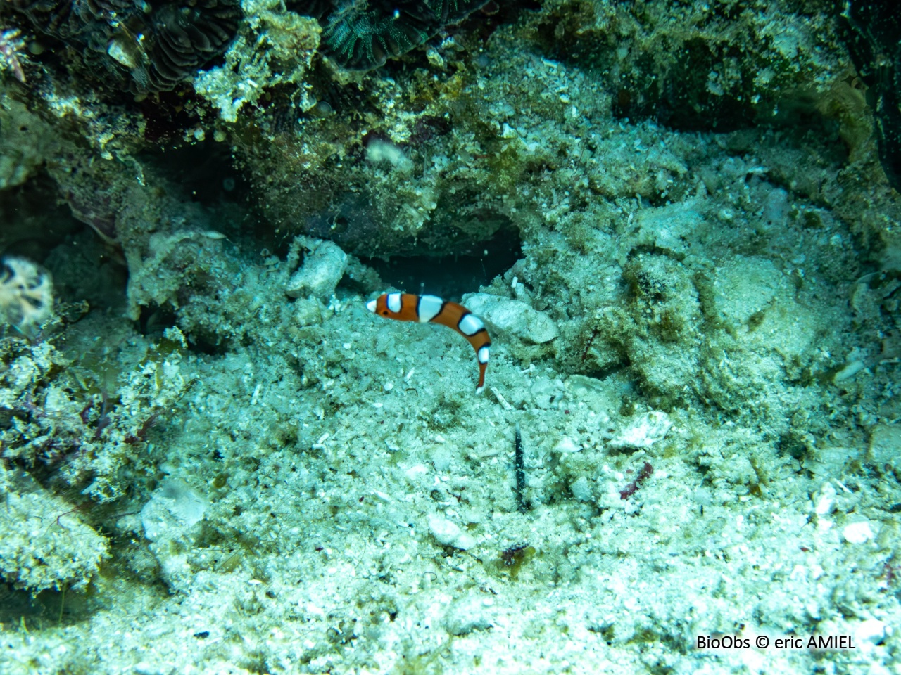 Girelle de Gaimard - Coris gaimard - eric AMIEL - BioObs