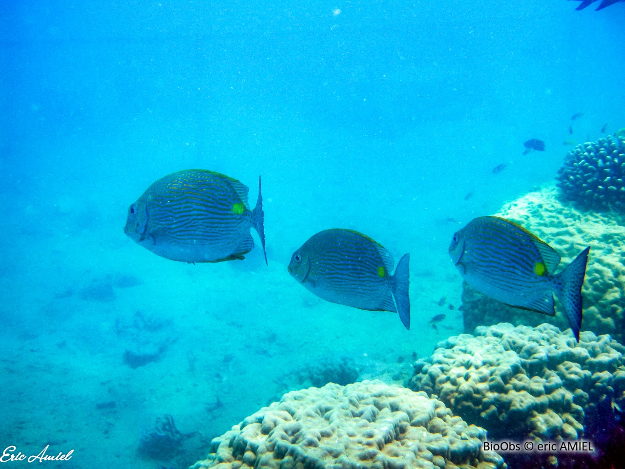 Picot rayé - Siganus lineatus - eric AMIEL - BioObs