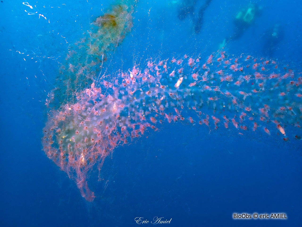 Siphonophores Forskalia (edwardsii/contorta) - Forskalia - eric AMIEL - BioObs