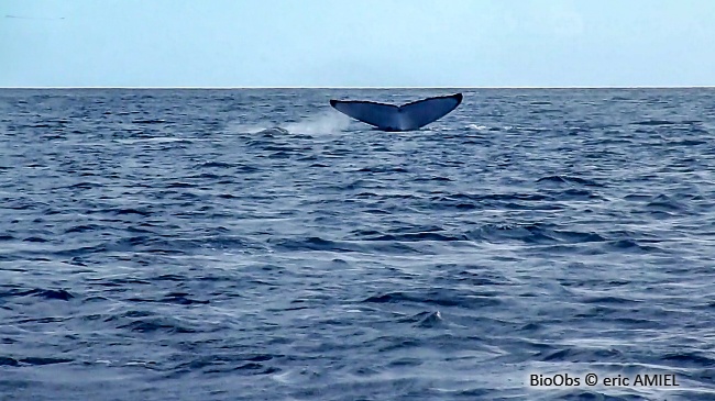 Baleine à bosse - Megaptera novaeangliae - eric AMIEL - BioObs