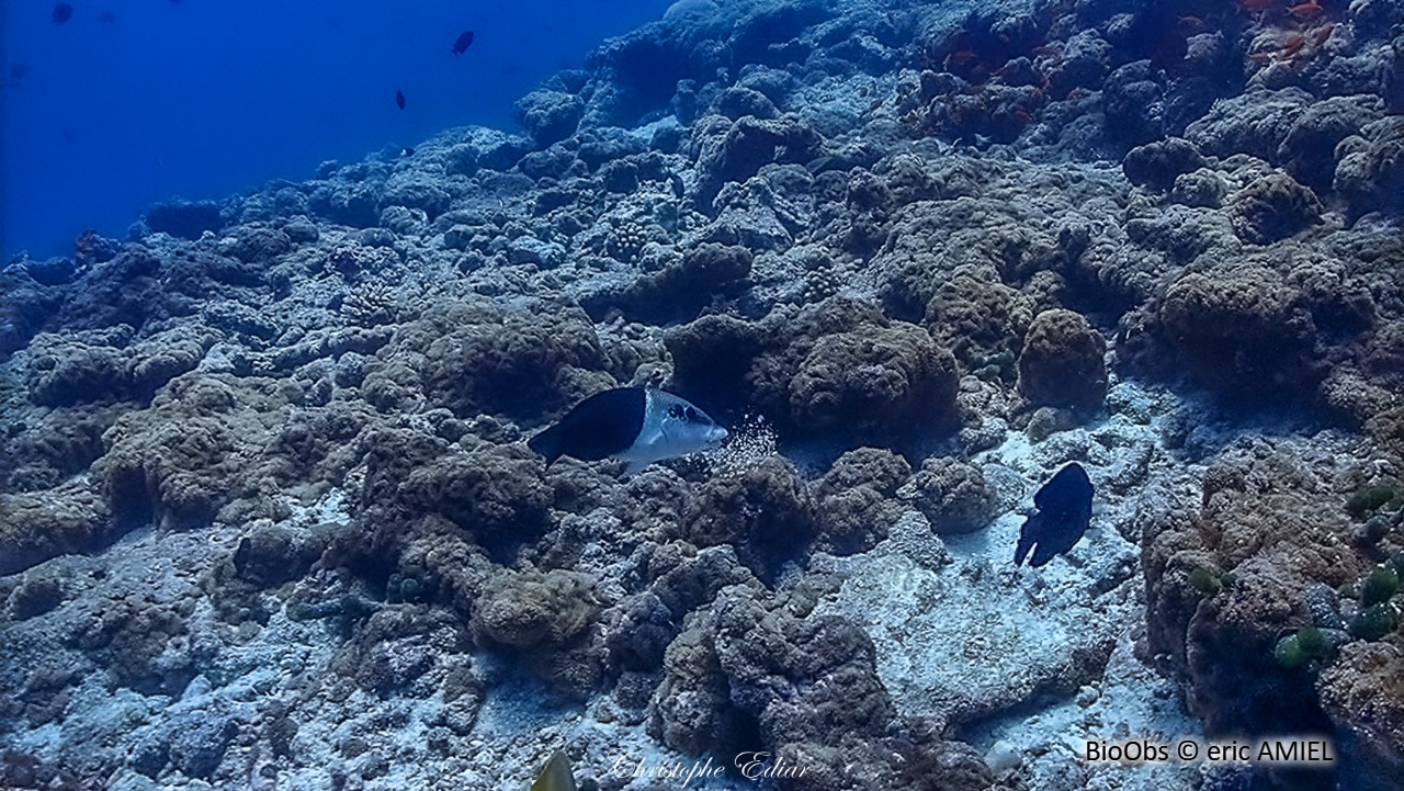 Tamarin bicolore - Hemigymnus melapterus - eric AMIEL - BioObs