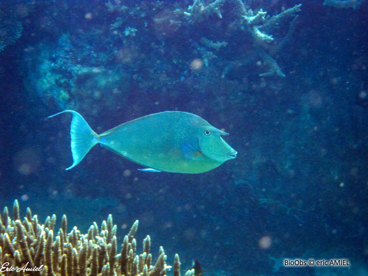 Nason à éperons bleus - Naso unicornis - eric AMIEL - BioObs