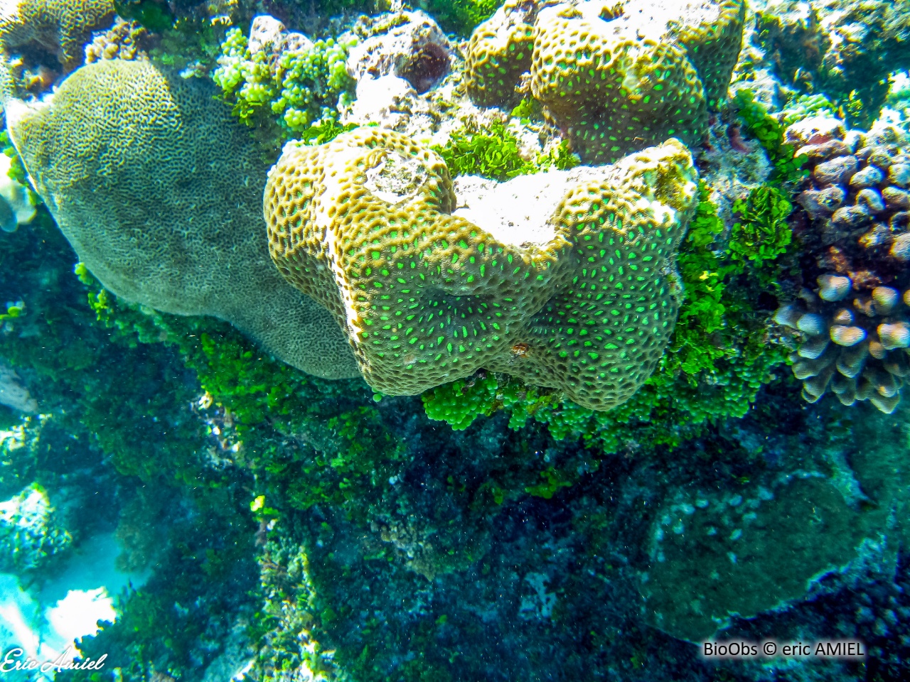 Corail à petits boutons - Plesiastrea versipora - eric AMIEL - BioObs